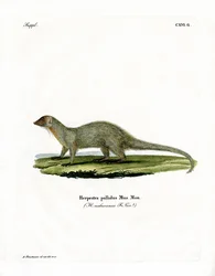 Mongoose (färgad gravyr)