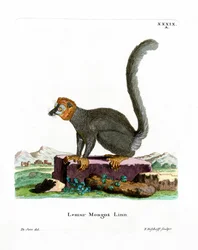 Mongoose Lemur (färgad gravyr)