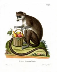 Mongoose Lemur (färgad gravyr)