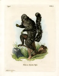 Monk Saki (färgad gravyr)