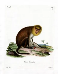 Monk Saki (färgad gravyr)