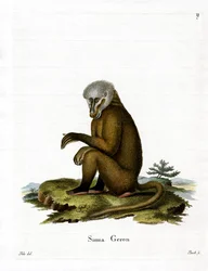 Monkey (färgad gravyr)