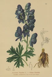 Monkshood (Acontium Napellus)