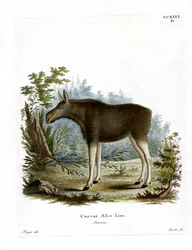 Älg (färgad gravyr)