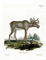 Älg (färgad gravyr)