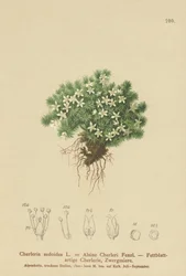 Mossig Cyphel (Cherleria sedoides, Minuartia sedoides, Alsine Cherleri)