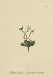 Mossig saxifrage (Saxifraga bryoides)