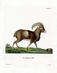 Mouflon (färgad gravyr)