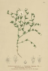 Bergsgräs (Stellaria cerastioides, Cerastium trigonum)