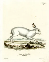 Mountain Hare (färgad gravyr)