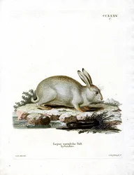 Mountain Hare (färgad gravyr)