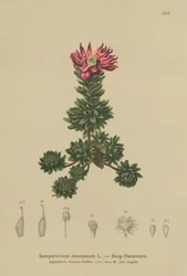 Mountain Houseleek (Sempervivum montanum)