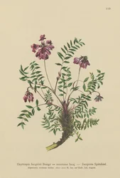 Mountain Milkvetch (Oxytropis Jacquini, Oxytropis montana)