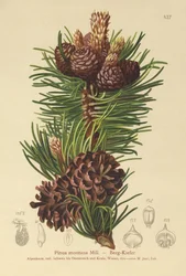 Bergs tall (Pinus montana, Pinus mugo)