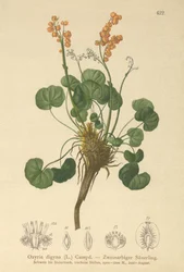 Bergssorrel (Oxyria digyna)