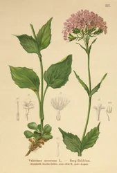 Bergvaleriana (Valeriana montana)