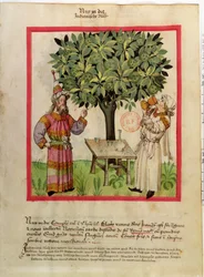 Ms.Lat.9333 fol.11 Skörda muskot, från Tacuinum Sanitatis