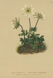 Mt. Baldo Anemone (Anemone Baldensis)