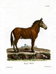 Mule (färgad gravyr)