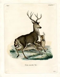 Mule Deer (färgad gravyr)