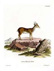Muntjac (färgad gravyr)