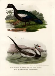 Muscovy Duck, 1864