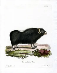 Myskoxe (färgad gravyr)