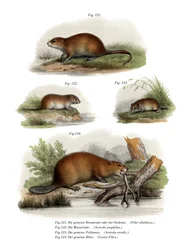 bisamråtta, 1860
