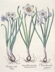 Narcissus: 1. Narcissus den största bland de lila; 2. Narcissus i mitten; 3. Narcissus purpureus, från Hortus Eystettensis av Basil Besler (1561-1629), pub. 1613