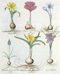 Narcisser, krokusar och hyacint: 1. Narcissus autumnalis; 2. Hyacinthus autumnalis; 3. Crocum biflorum; 4. Colchium album; 5. Colchium versicolor; 6. Narcissus autumnalis, från Hortus Eystettensis av Ba