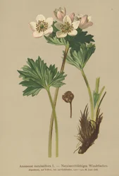 Narcissusblommande anemone (Anemone narcissiflora)