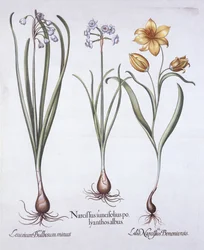 Narcissus, tulpan och sommarsnöflinga, från Hortus Eystettensis, av Basil Besler (1561-1629), pub. 1613 (handfärgad gravyr)