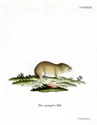Smalhårig sork (färgad gravyr)