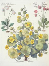 Nasturtiums och prästkragar: 1. Nasturtium indicum; 2. Bellis Sylvester minor, full av röda blommor; 3. Bellis Sylvestri minor flore mixta, från Hortus Eystettensis av Basil Besler (1561-1629), pub. 1613