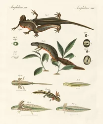 Havssalamanders naturhistoria (färgad gravyr)