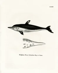 New Zealand Dolphin (färgad gravyr)