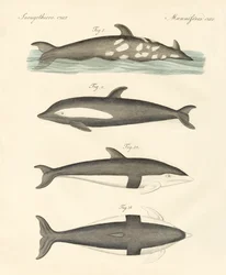 Nya delfiner (färgad gravyr)