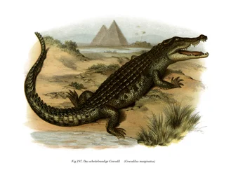 Nilkrokodil (färg litho)