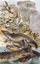 Nilkrokodil, tallrik från "Brehms Tierleben: Allgemeine Kunde des Tierreichs", vol.7, s.504, utgiven av Bibliographisches Institut