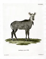 Nilgai (färgad gravyr)