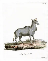 Nilgai (färgad gravyr)