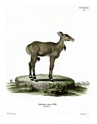 Nilgai (färgad gravyr)