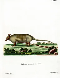 Niobandad bältdjur (färgad gravyr)