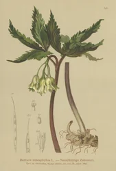Niobladig korallört (Dentaria enneaphyllos)