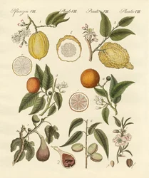 Ädla tropiska frukter