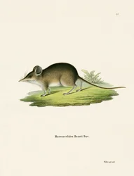 Nordafrikansk Elephant Shrew