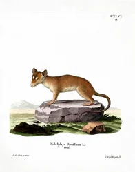 North American Opossum (coloured engraving)
