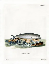 Northern Bottlenose Whale (färgad gravyr)