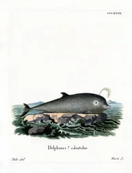 Northern Bottlenose Whale (färgad gravyr)