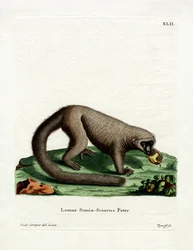 Northern Olingo (färgad gravyr)
